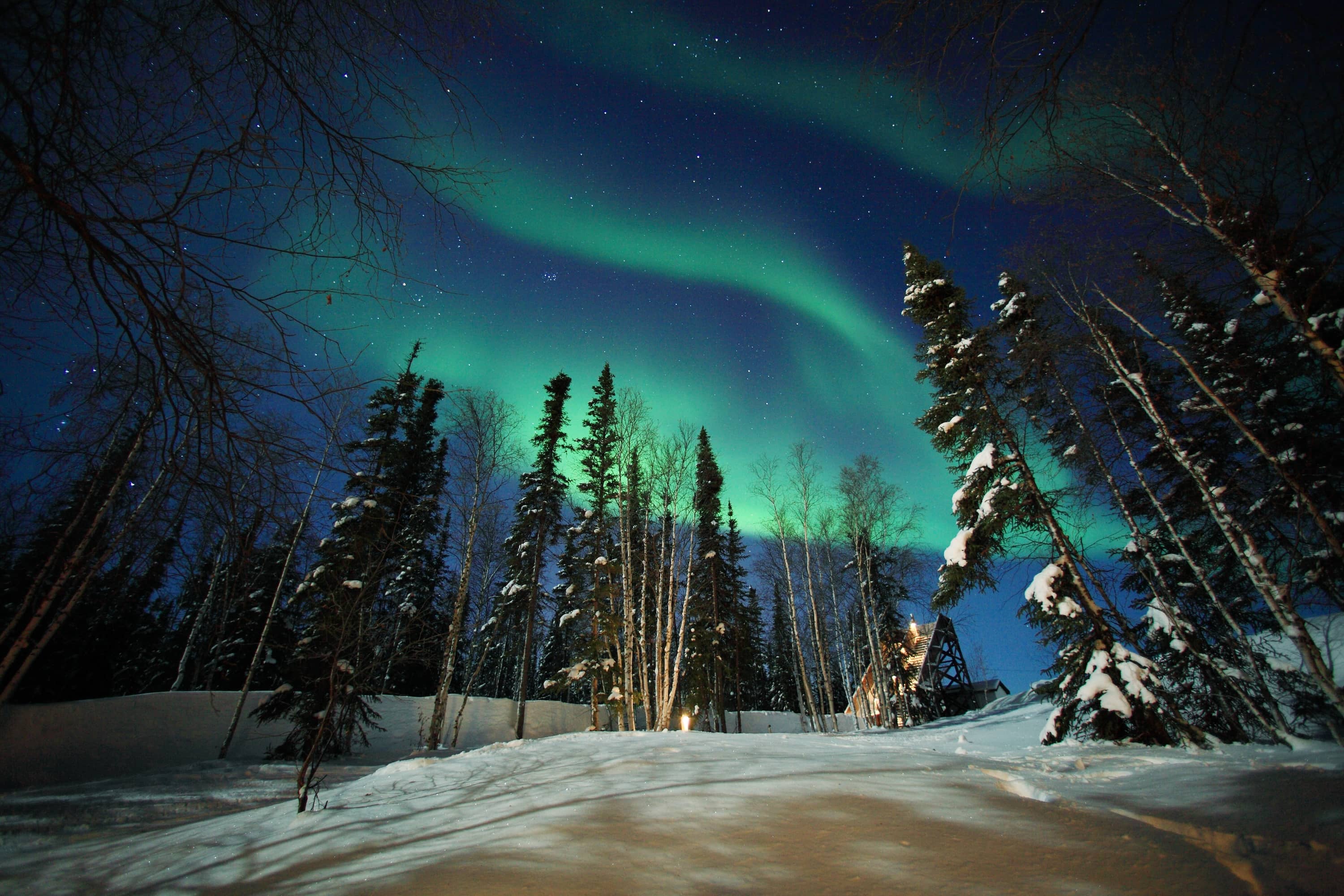 Bosque nevado nocturno